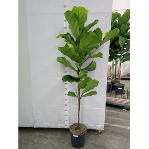 Ficus lyrata