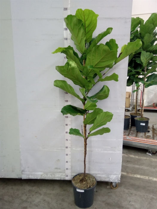 <h4>Ficus lyrata</h4>