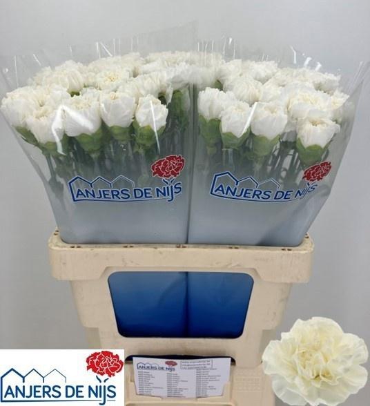 <h4>DI ST ANTARCTICA</h4>