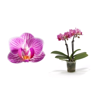 Phal Tiny Dolls Roze 2T10+ zonder Aqu@