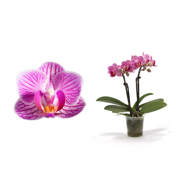 <h4>Phal Tiny Dolls Roze 2T10+ zonder Aqu@</h4>