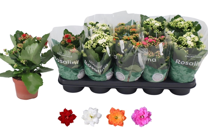 <h4>KAL GE RO GEM 4 KL</h4>