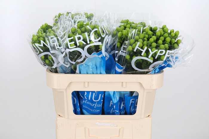 <h4>Hyp Coco Bamboo</h4>