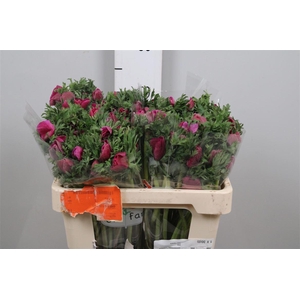 Anem Co Galil Purper