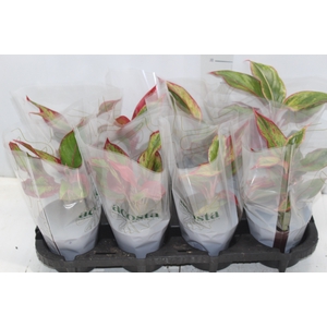 AGLAONEMA CRETA P12