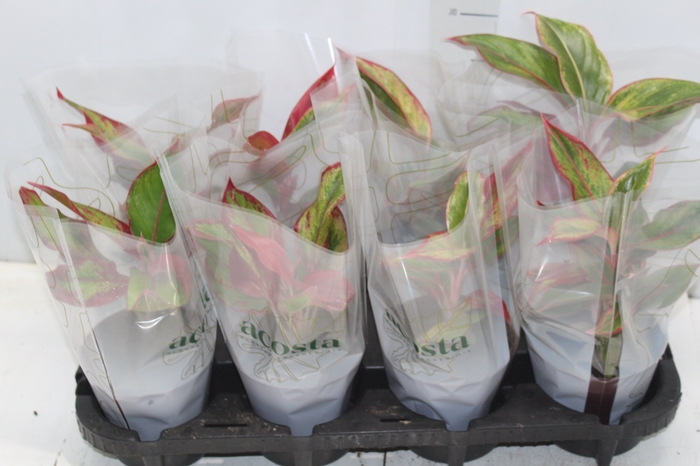 <h4>AGLAONEMA CRETA P12</h4>