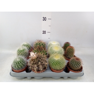 Cactus   ...mix  4