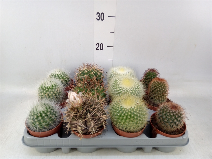 <h4>Cactus   ...mix  4</h4>