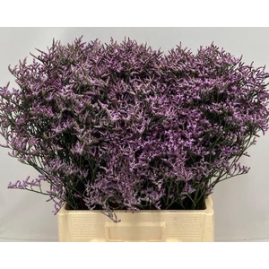 LIM SONS SAFORA LILA 30gr