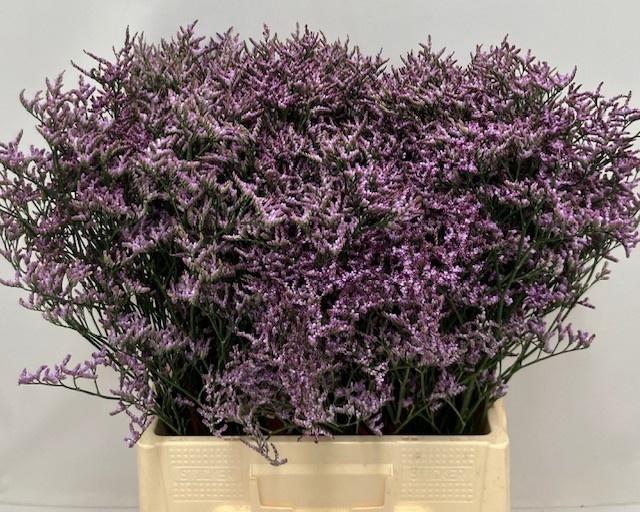 <h4>LIM SONS SAFORA LILA 30gr</h4>