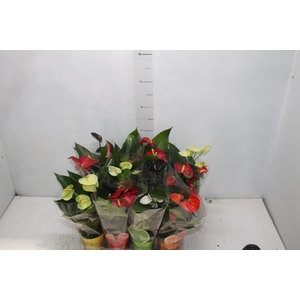 ANTHURIUM VARIADO P09