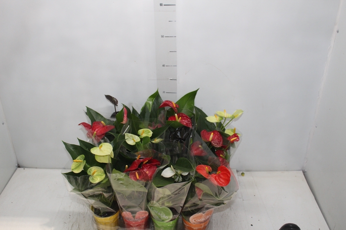 <h4>ANTHURIUM VARIADO P09</h4>