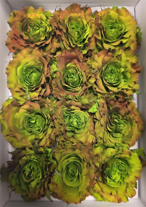 Ro Pres Rom Cabbage Rose