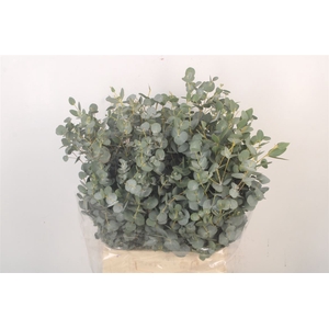 Euc Gunnii Per Bunch Gram 150 Gram