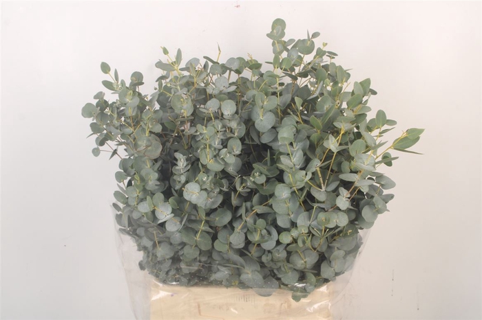 <h4>Euc Gunnii Per Bunch Gram 150 Gram</h4>
