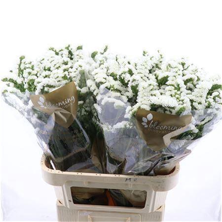 <h4>Lim S Silv Sun Birds</h4>