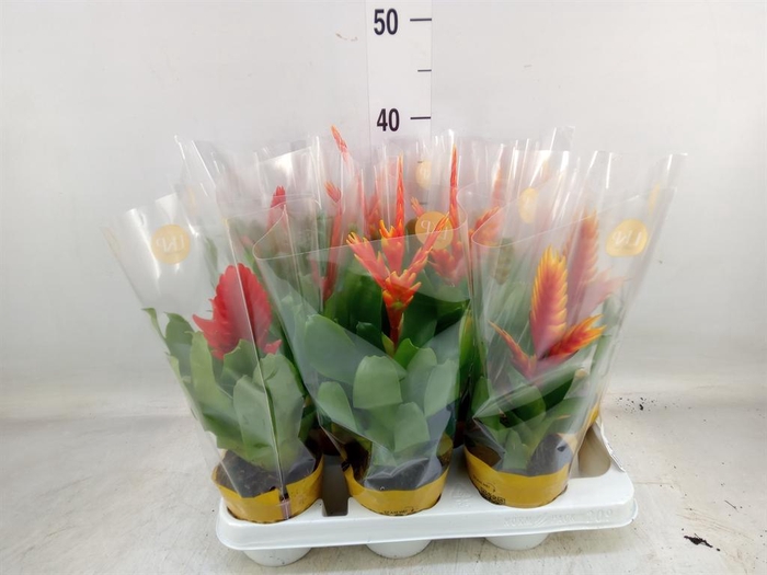 <h4>Vriesea   ...mix</h4>