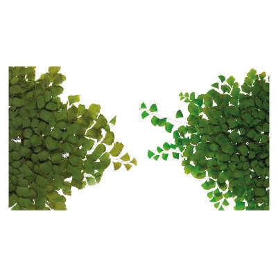 Fern Adiantum small FAD/9102