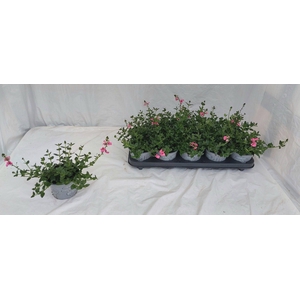 DIAS MY DARLIN BERRY