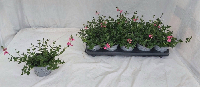 <h4>DIAS MY DARLIN BERRY</h4>