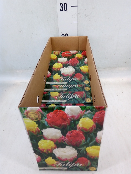 <h4>Tulipa   ...flowerbulbs</h4>