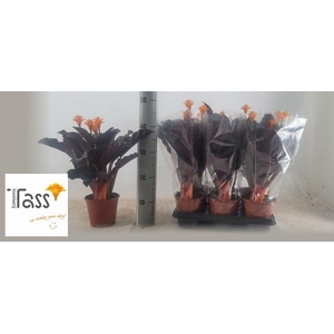 CALAT CROCATA