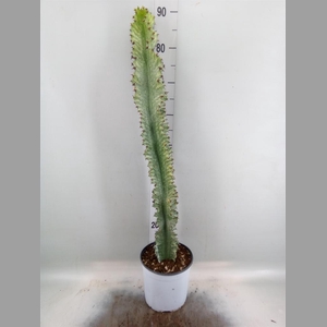 Euphorbia ingens
