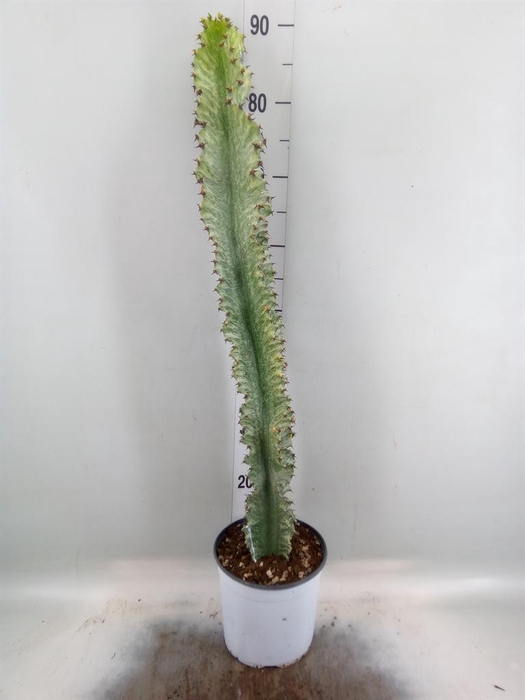 <h4>Euphorbia ingens</h4>