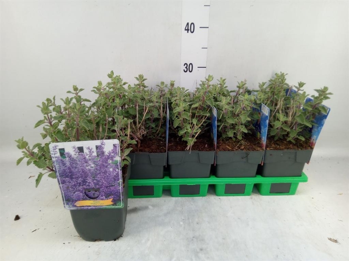 <h4>Nepeta   ...</h4>