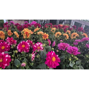 DAHLIA MIXK 5 KL