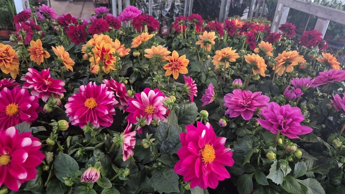 <h4>DAHLIA MIXK 5 KL</h4>