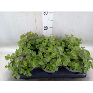 Sedum cauticola 'Lidakense'