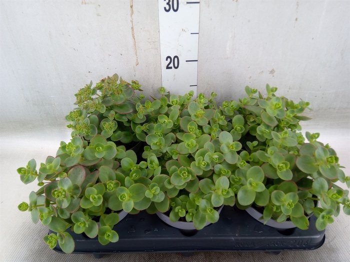 <h4>Sedum cauticola 'Lidakense'</h4>