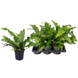 MICROS M CROCODYLLUS