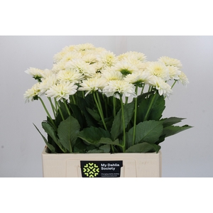Dahlia Snow Cap