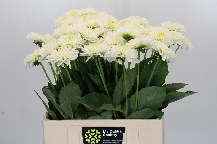 <h4>Dahlia Snow Cap</h4>