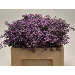 Limon Safora Lilac