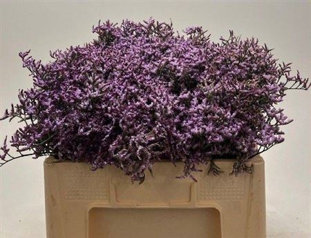 <h4>Limon Safora Lilac</h4>