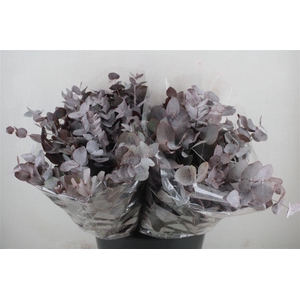 Euca Cinerea Short Red Abs 150gr P Bunch