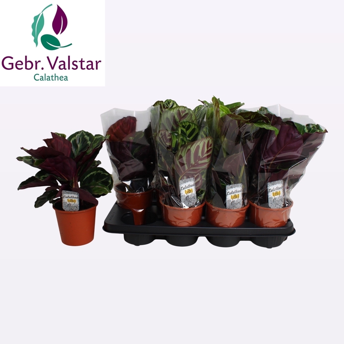 <h4>CALAT GEM 3 SRT</h4>