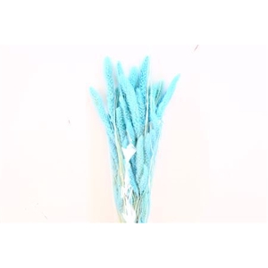 Dried Setaria Baby Blue Bunch