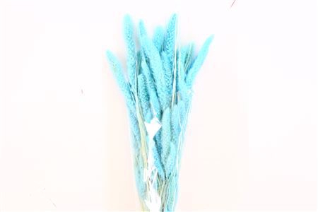 Dried Setaria Baby Blue Bunch