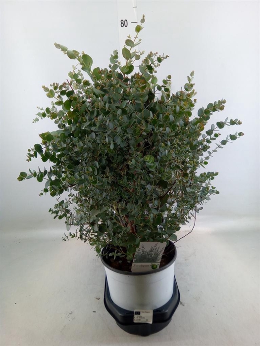 <h4>Eucalyptus gunnii</h4>