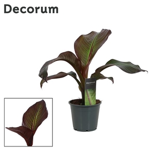 ENSETE MAURELLI RED BANANA (DECORUM