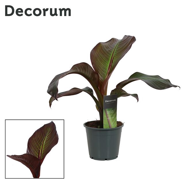 ENSETE MAURELLI RED BANANA (DECORUM
