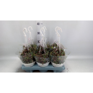 Ceropegia woodii ssp. woodii