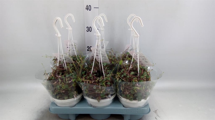 <h4>Ceropegia woodii ssp. woodii</h4>
