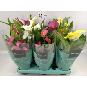 Zantedeschia   ...mix