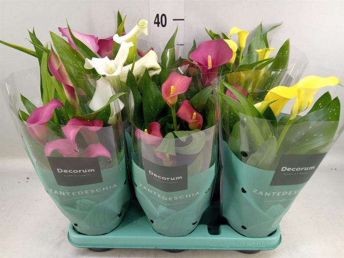 <h4>Zantedeschia   ...mix</h4>