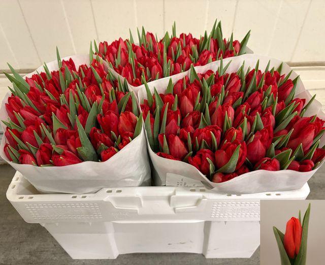 <h4>TU EN TOPROY</h4>